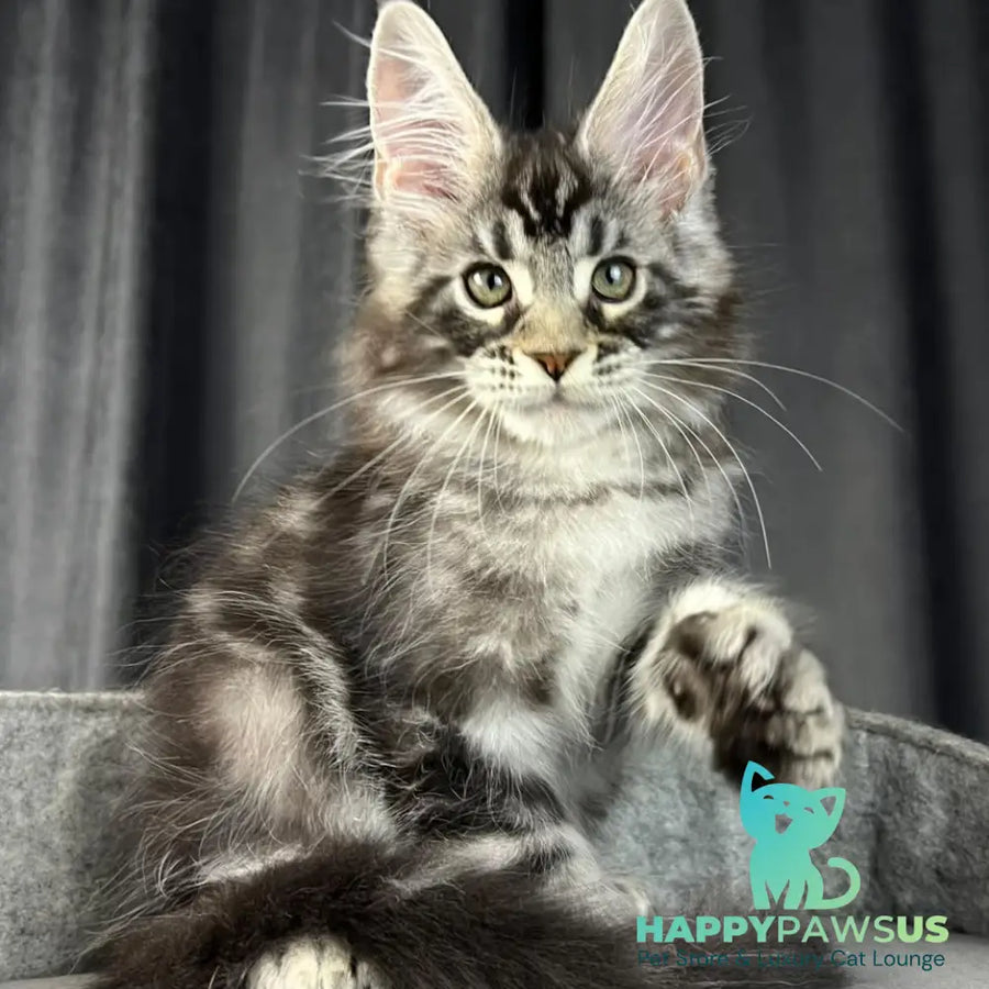 Russell Maine Coon polydactyl 6x6x6x6 male black silver tabby - live animals