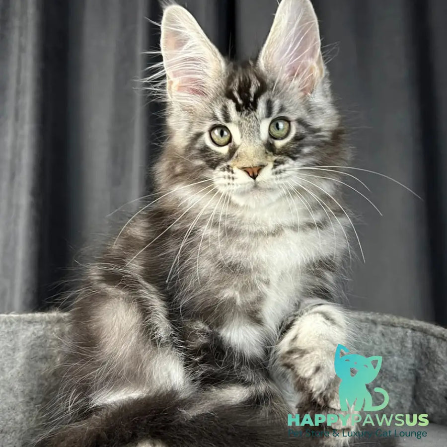 Russell Maine Coon polydactyl 6x6x6x6 male black silver tabby - live animals