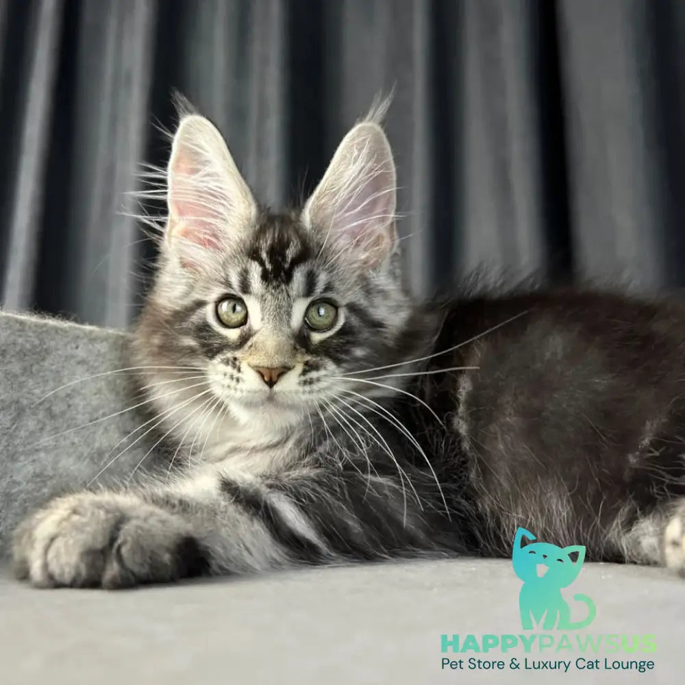 Russell Maine Coon polydactyl 6x6x6x6 male black silver tabby - live animals