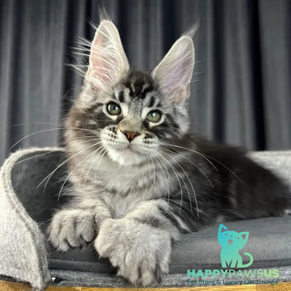 Russell Maine Coon polydactyl 6x6x6x6 male black silver tabby - live animals
