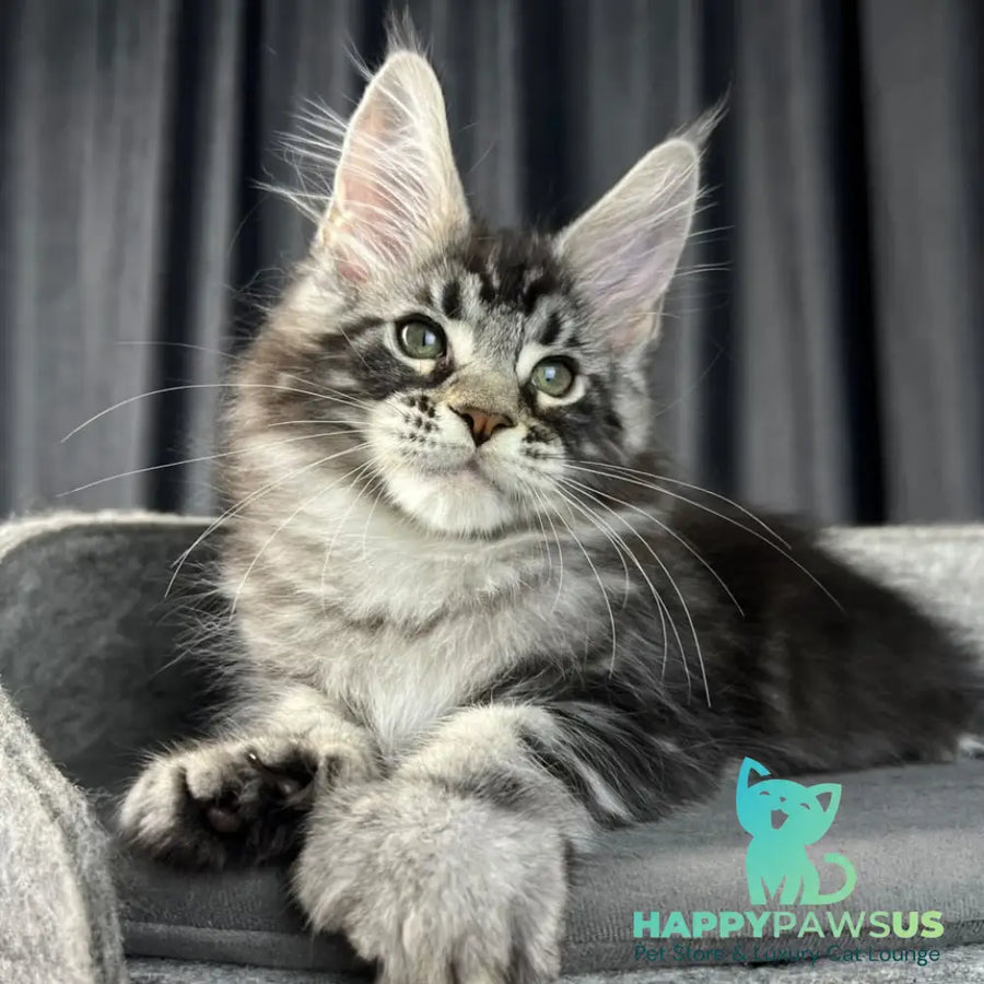Russell Maine Coon polydactyl 6x6x6x6 male black silver tabby - live animals