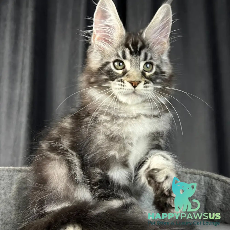 Russell Maine Coon polydactyl 6x6x6x6 male black silver tabby - live animals