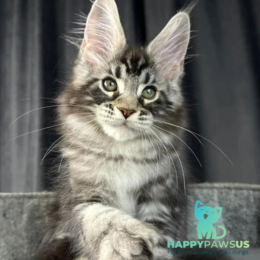Russell Maine Coon polydactyl 6x6x6x6 male black silver tabby - live animals