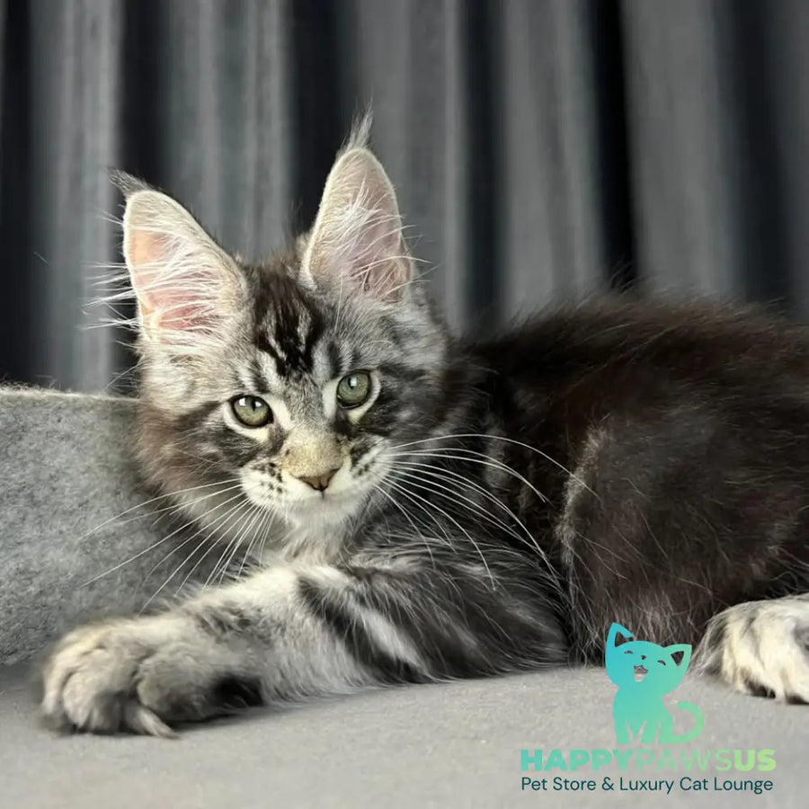 Russell Maine Coon polydactyl 6x6x6x6 male black silver tabby - live animals
