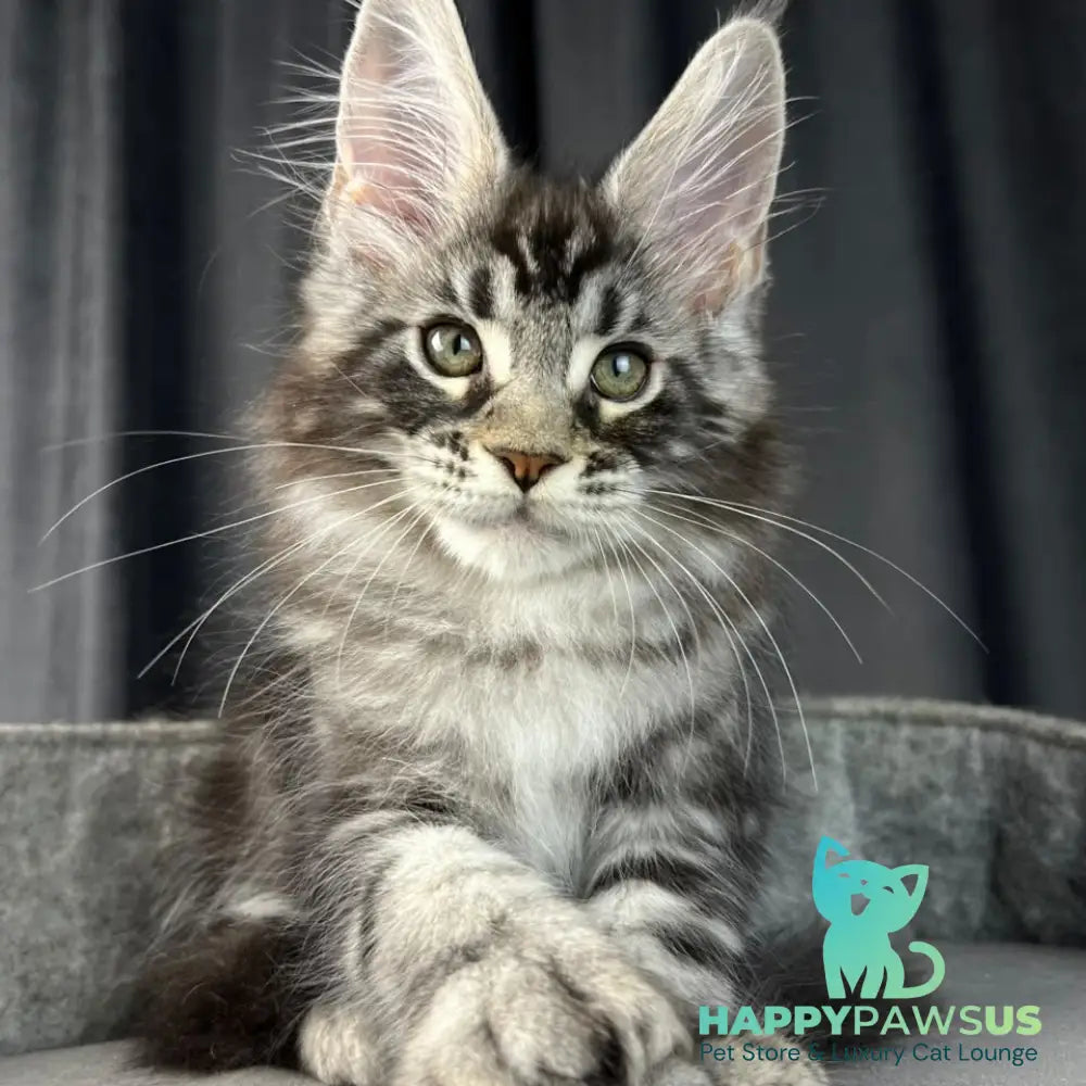 Russell Maine Coon polydactyl 6x6x6x6 male black silver tabby - live animals