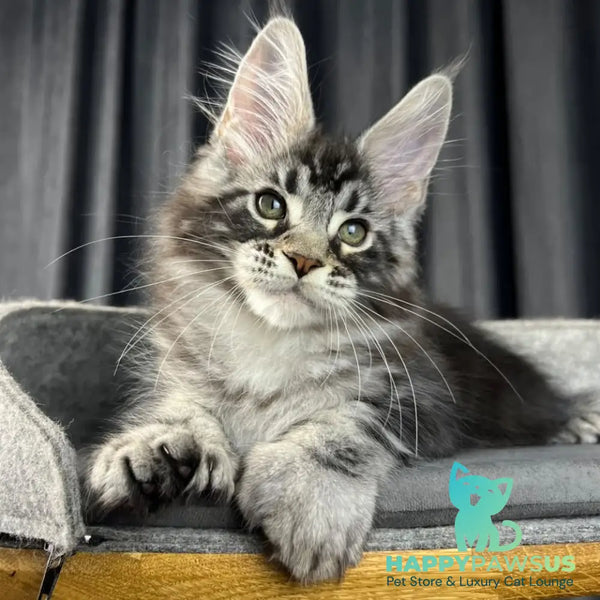 Russell Maine Coon polydactyl 6x6x6x6 male black silver tabby - live animals