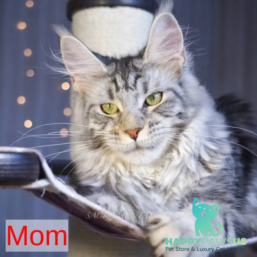 Russell Maine Coon polydactyl 6x6x6x6 male black silver tabby - live animals