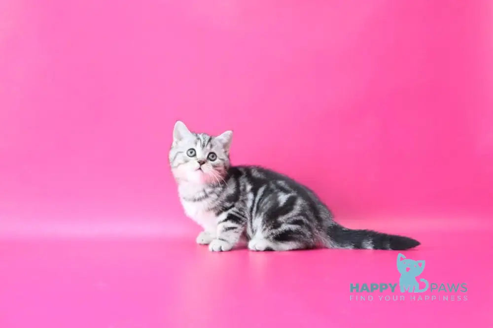 Russell Scottish Straight male black silver tabby live animals