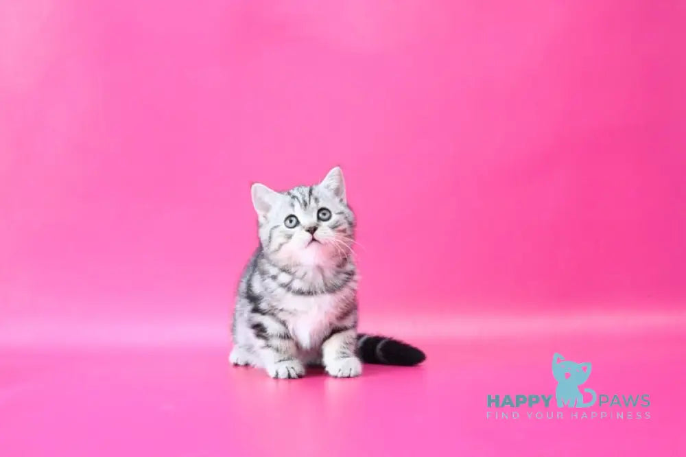 Russell Scottish Straight male black silver tabby live animals