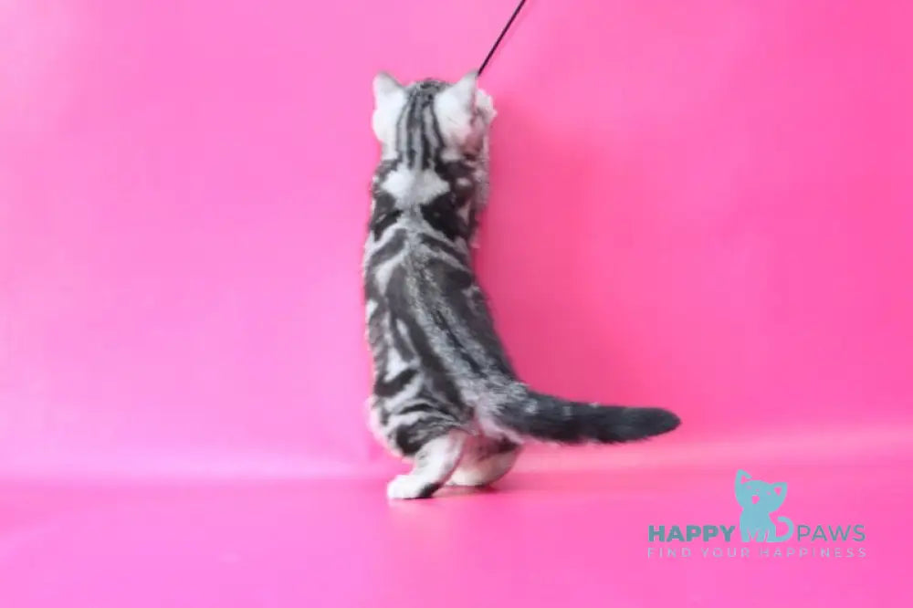 Russell Scottish Straight male black silver tabby live animals