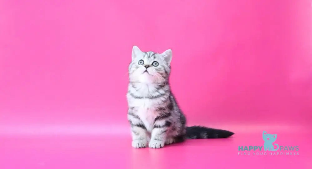 Russell Scottish Straight male black silver tabby live animals