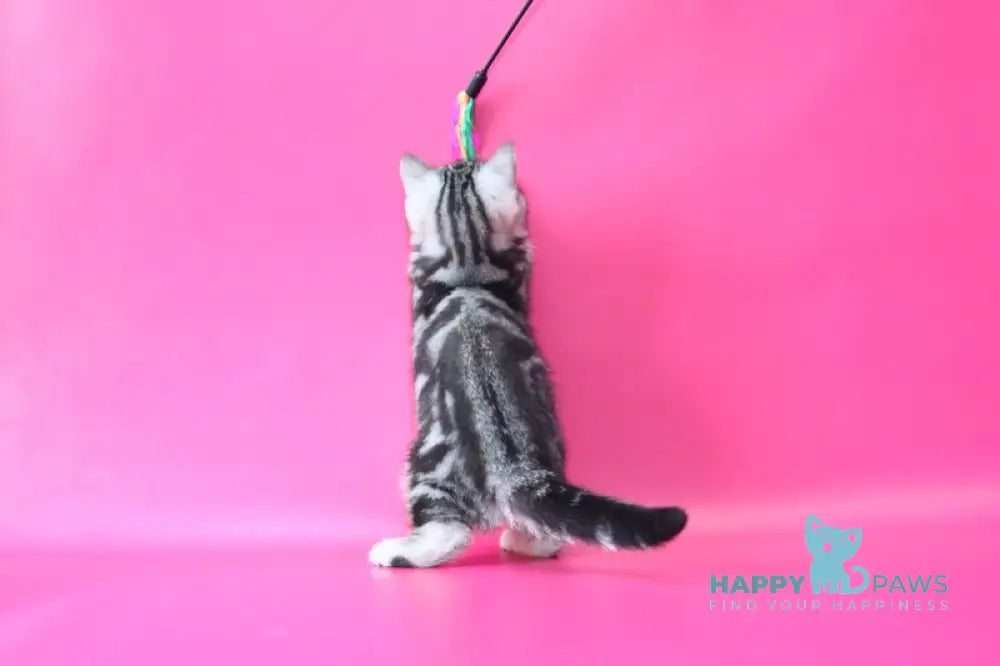 Russell Scottish Straight male black silver tabby live animals