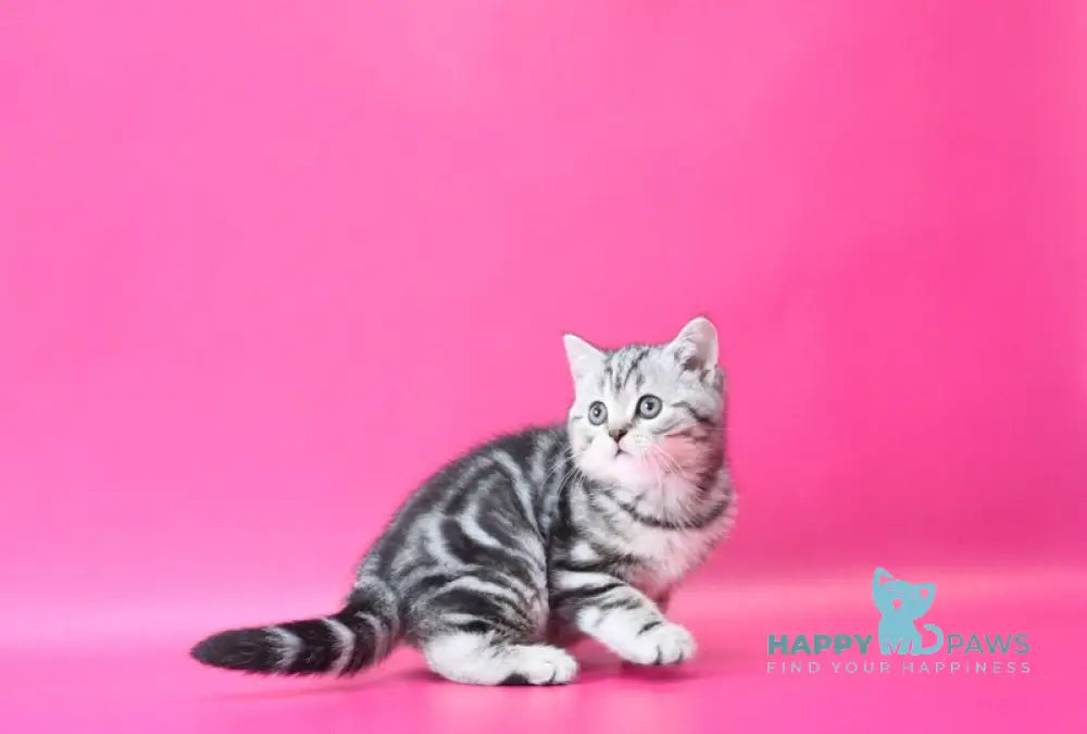 Russell Scottish Straight male black silver tabby live animals