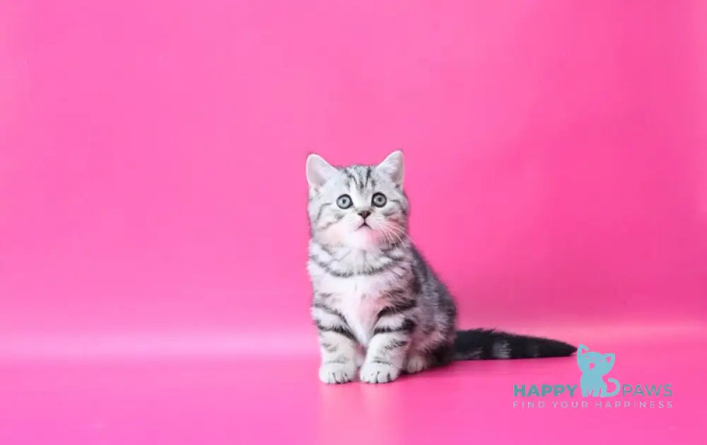 Russell Scottish Straight male black silver tabby live animals