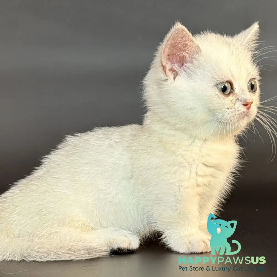Rusty Munchkin male black silver shaded - live animals