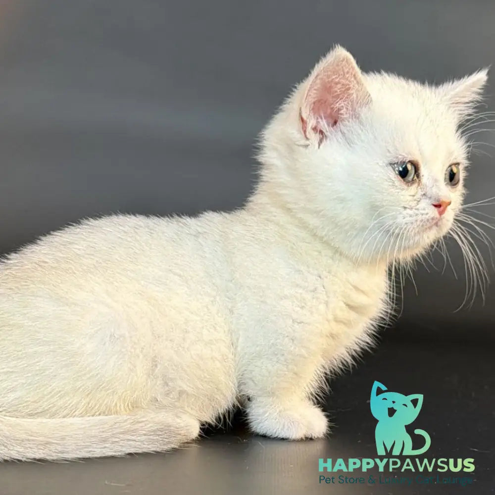Rusty Munchkin male black silver shaded - live animals