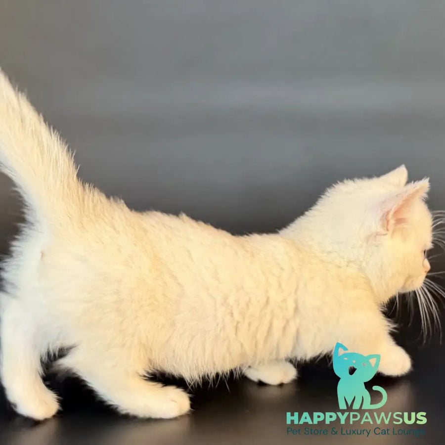 Rusty Munchkin male black silver shaded - live animals