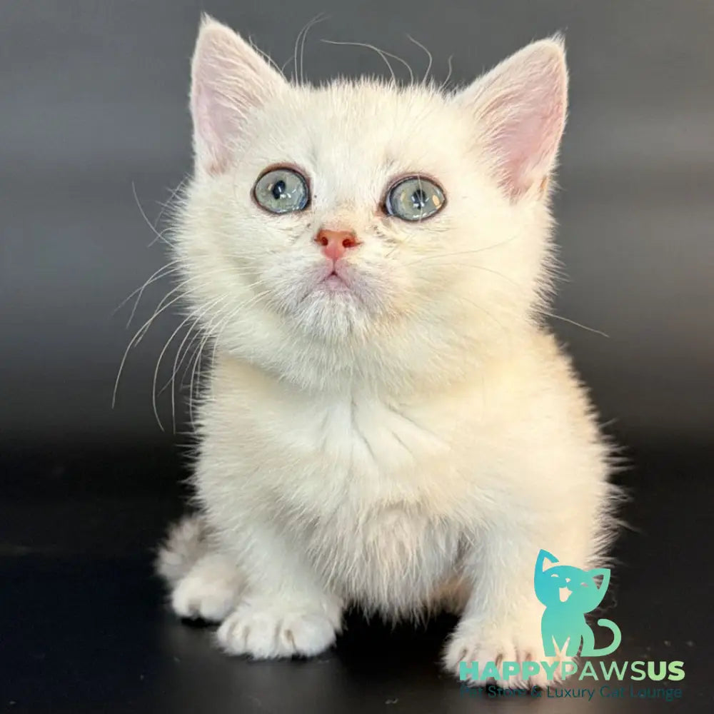 Rusty Munchkin male black silver shaded - live animals