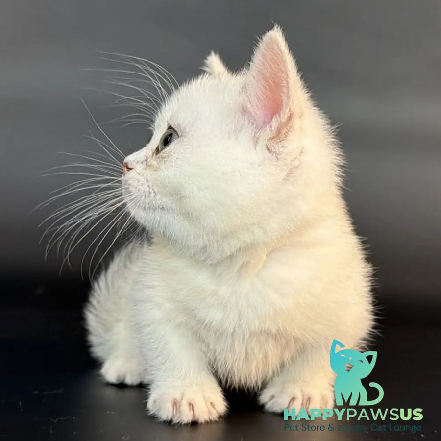 Rusty Munchkin male black silver shaded - live animals