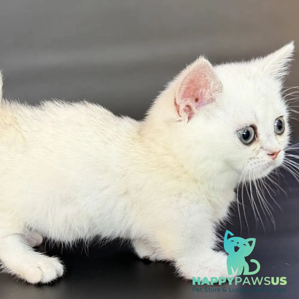 Rusty Munchkin male black silver shaded - live animals