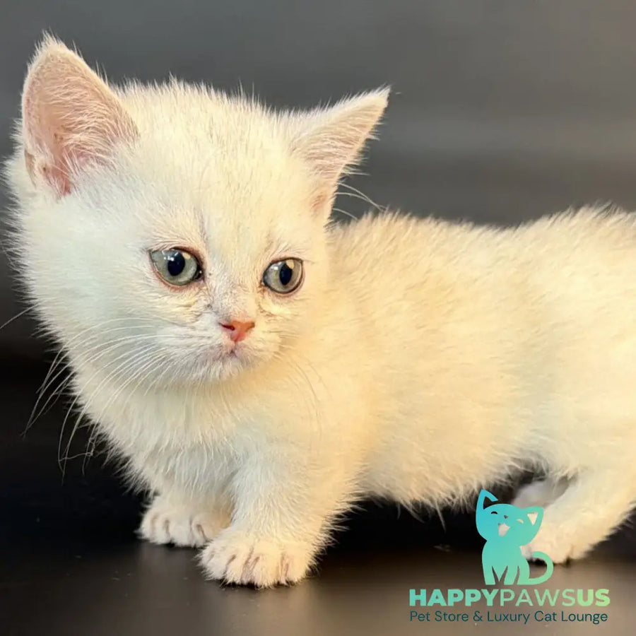 Rusty Munchkin male black silver shaded - live animals