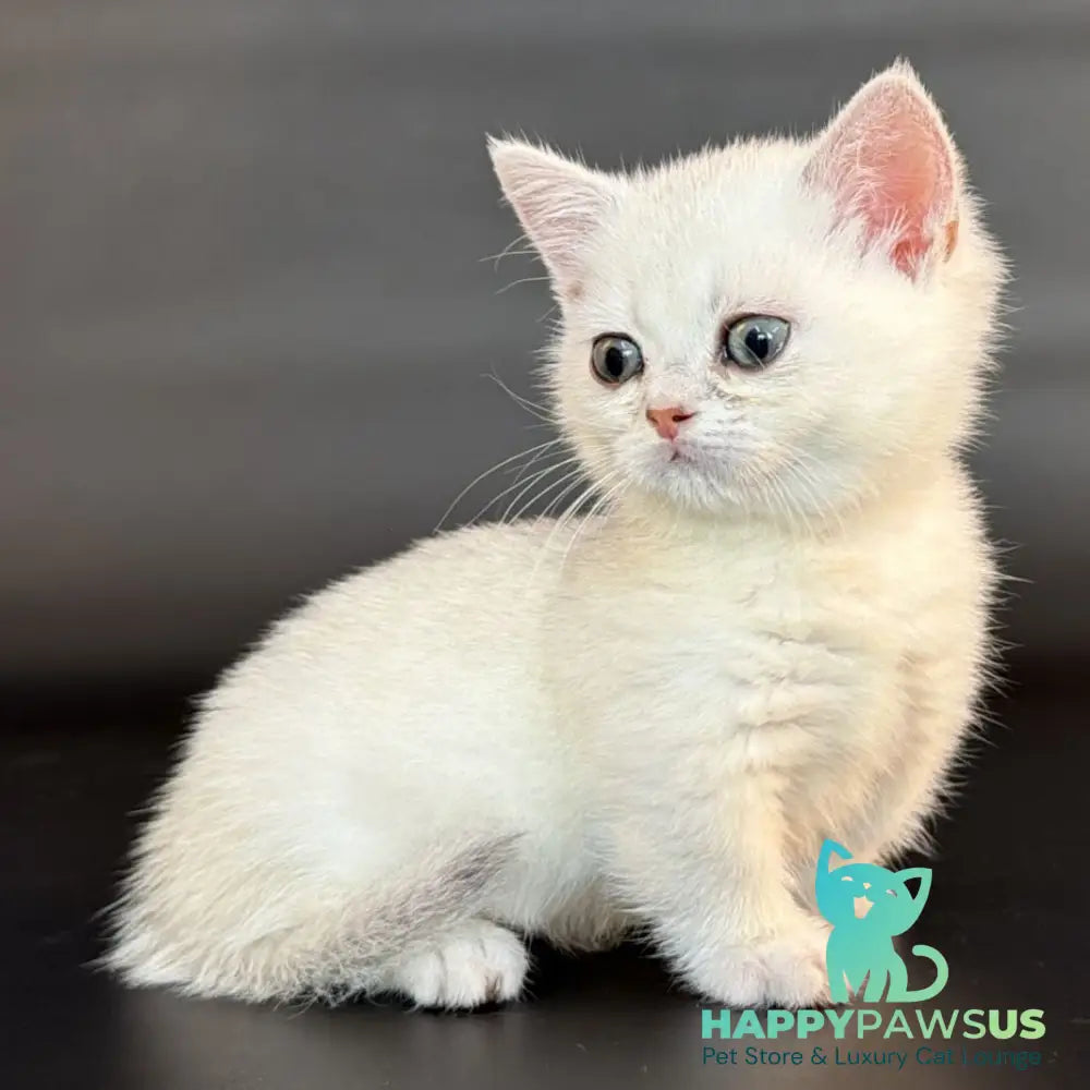 Rusty Munchkin male black silver shaded - live animals