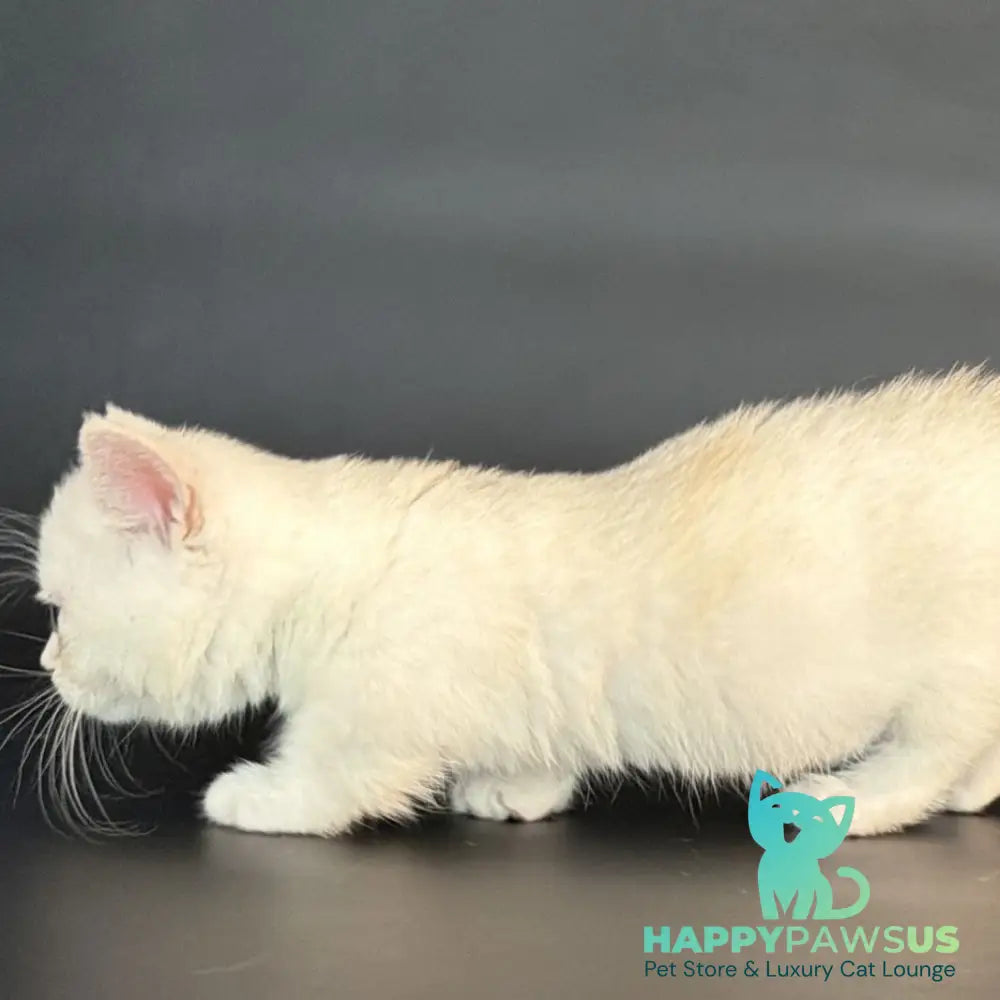 Rusty Munchkin male black silver shaded - live animals