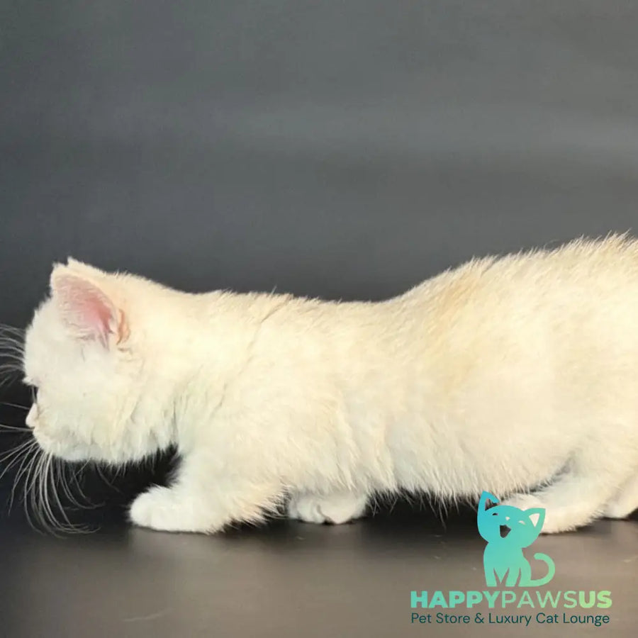 Rusty Munchkin male black silver shaded - live animals