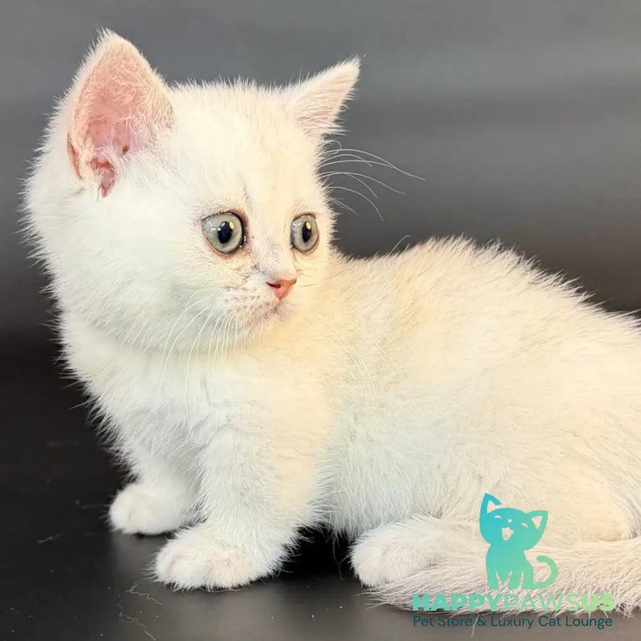 Rusty Munchkin male black silver shaded - live animals