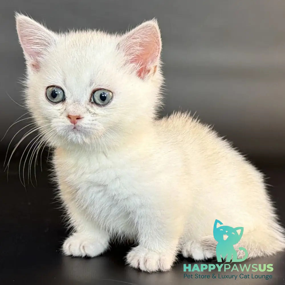 Rusty Munchkin male black silver shaded - live animals