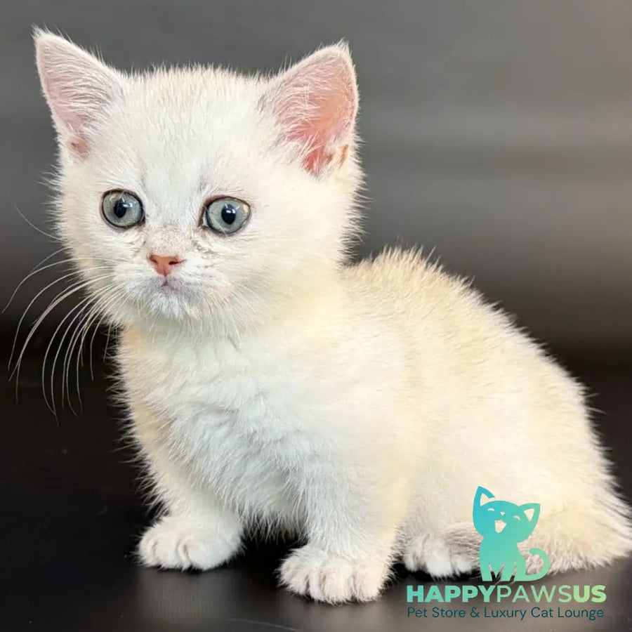 Rusty Munchkin male black silver shaded - live animals