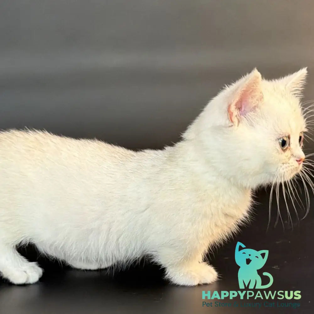Rusty Munchkin male black silver shaded - live animals
