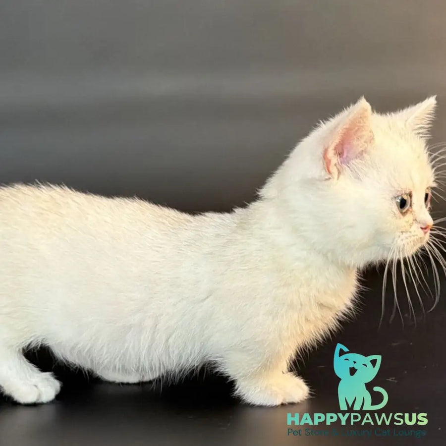 Rusty Munchkin male black silver shaded - live animals
