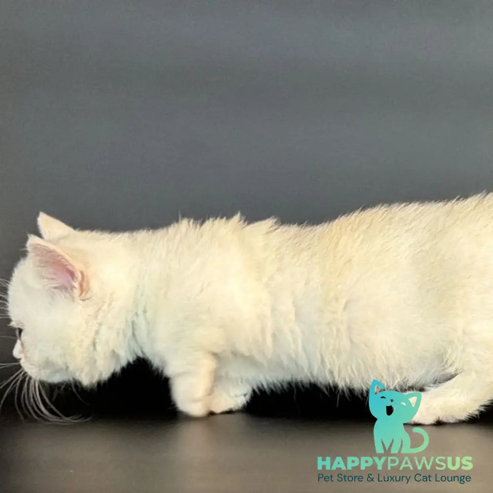 Rusty Munchkin male black silver shaded - live animals