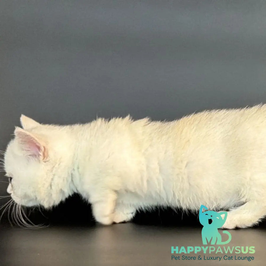 Rusty Munchkin male black silver shaded - live animals