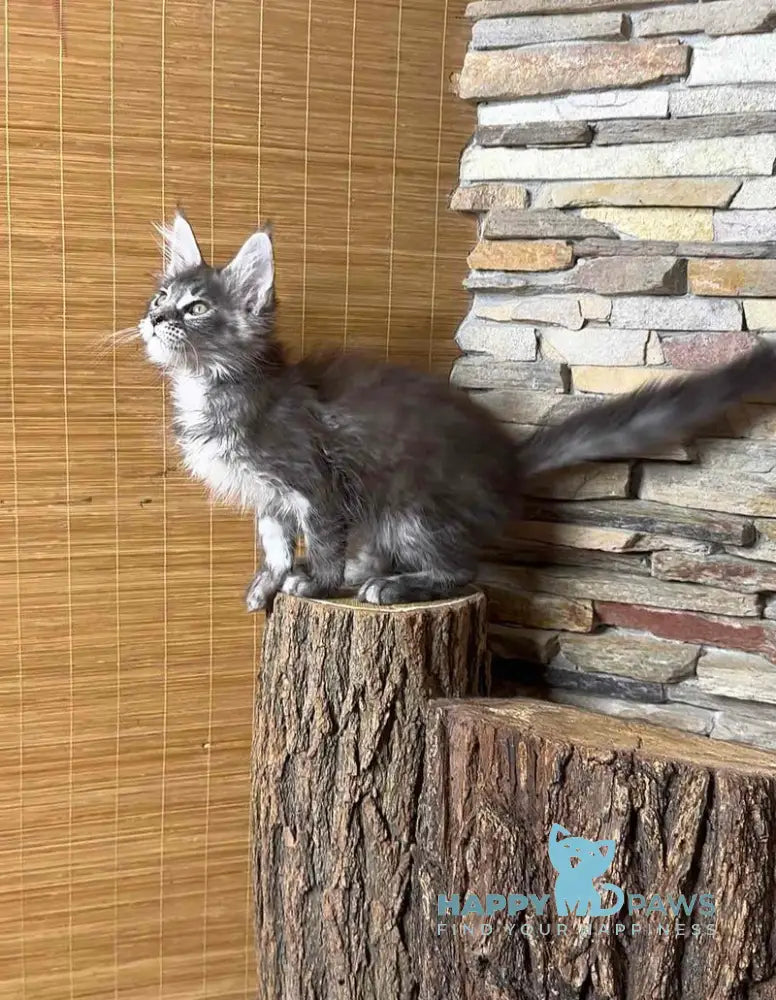 Ruta Maine Coon female black silver tabby live animals