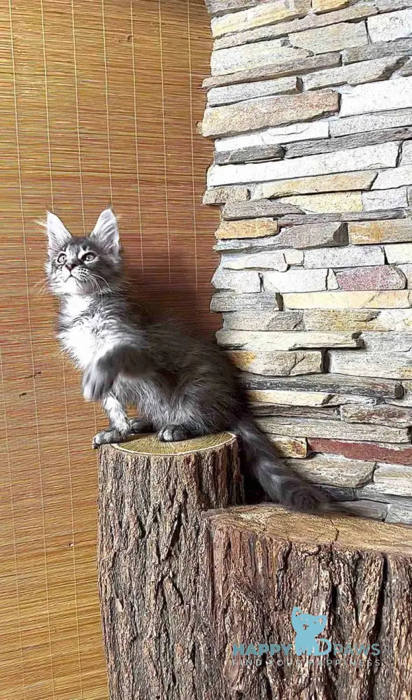 Ruta Maine Coon female black silver tabby live animals