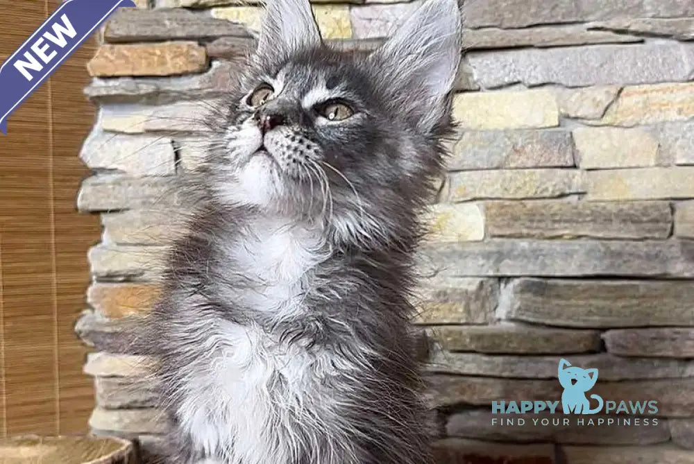 Ruta Maine Coon female black silver tabby live animals