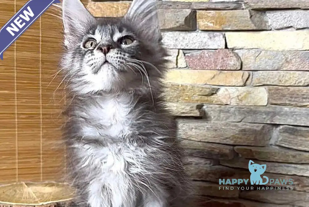 Ruta Maine Coon female black silver tabby live animals