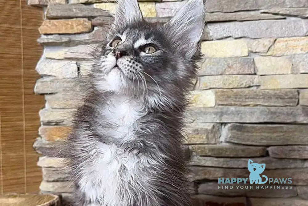 Ruta Maine Coon female black silver tabby live animals