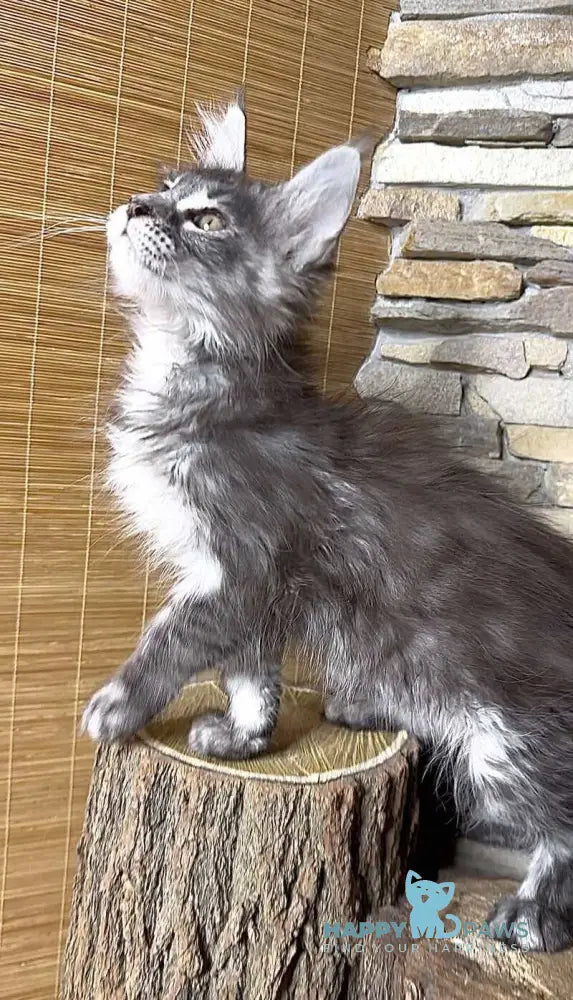 Ruta Maine Coon female black silver tabby live animals