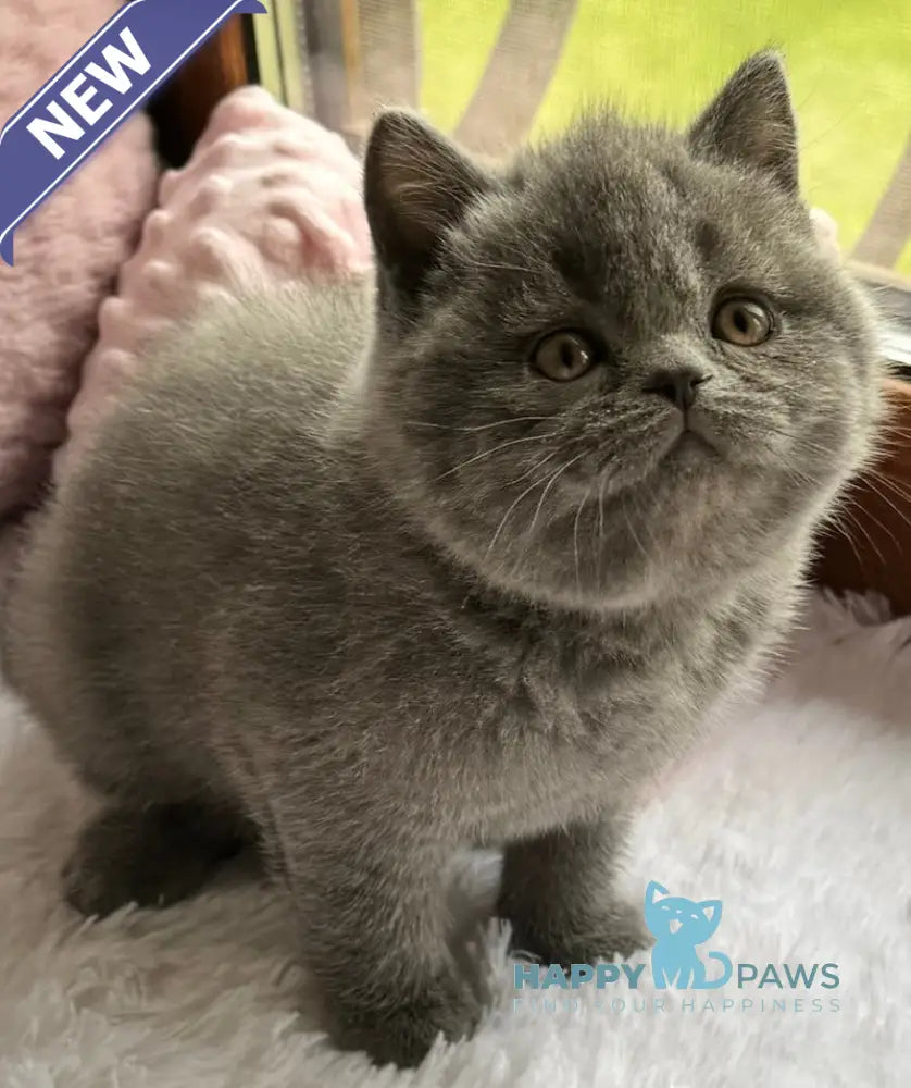 Ruta Scottish Straight female blue live animals