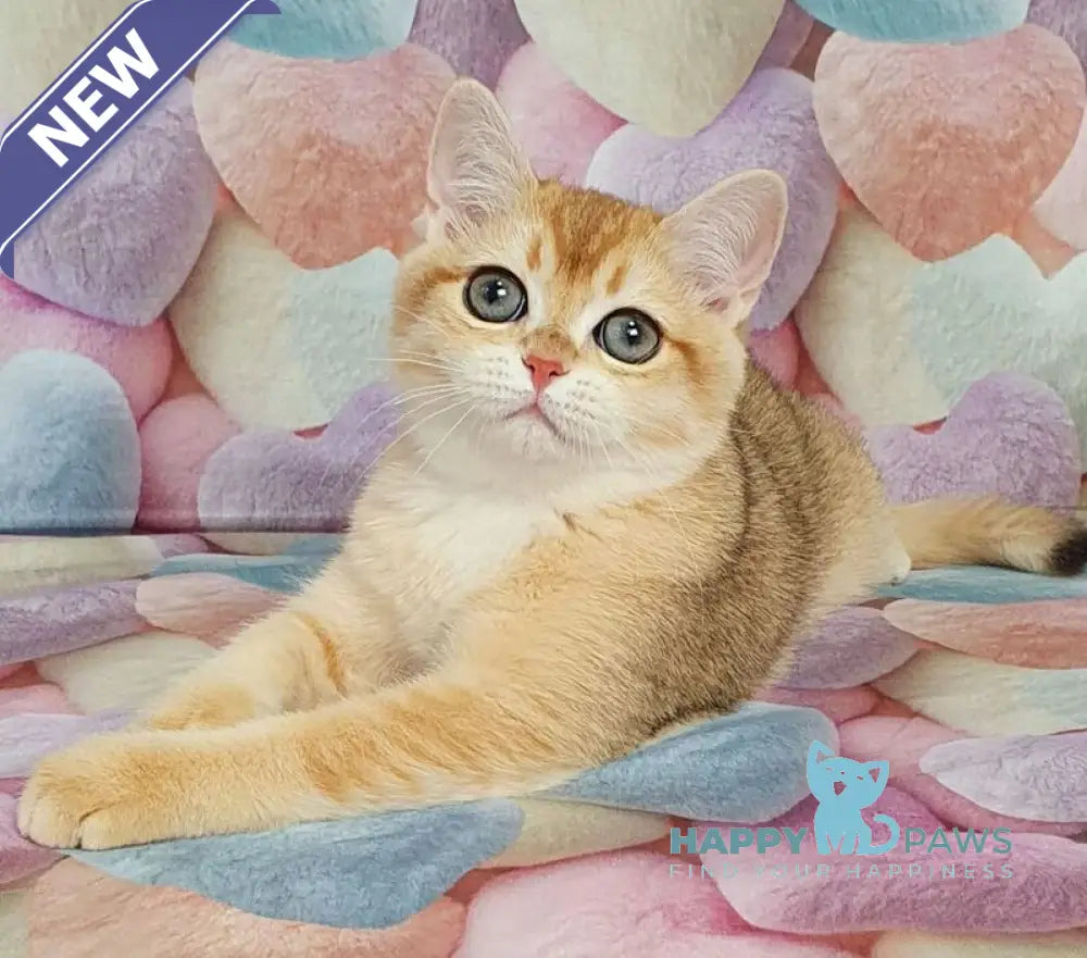 Ruzana British Shorthair female black golden shaded live animals