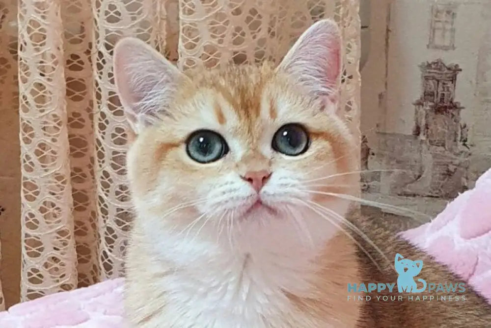 Ruzana British Shorthair female black golden shaded live animals