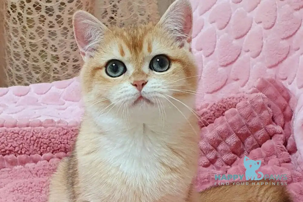 Ruzana British Shorthair female black golden shaded live animals