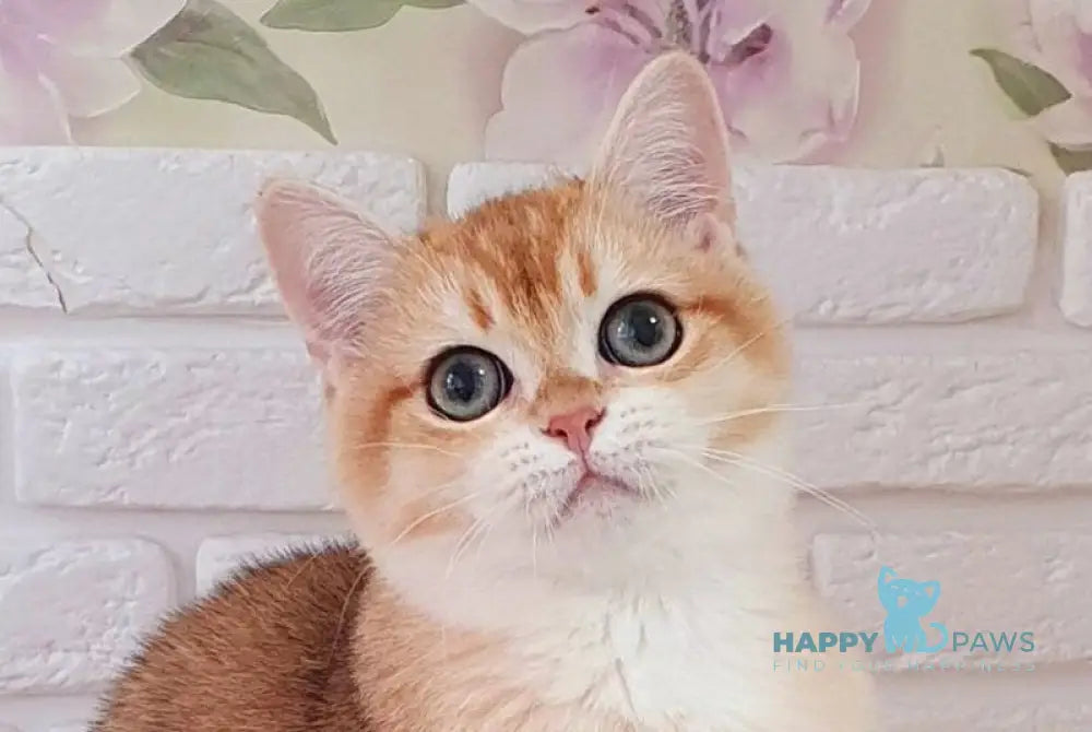 Ruzana British Shorthair female black golden shaded live animals