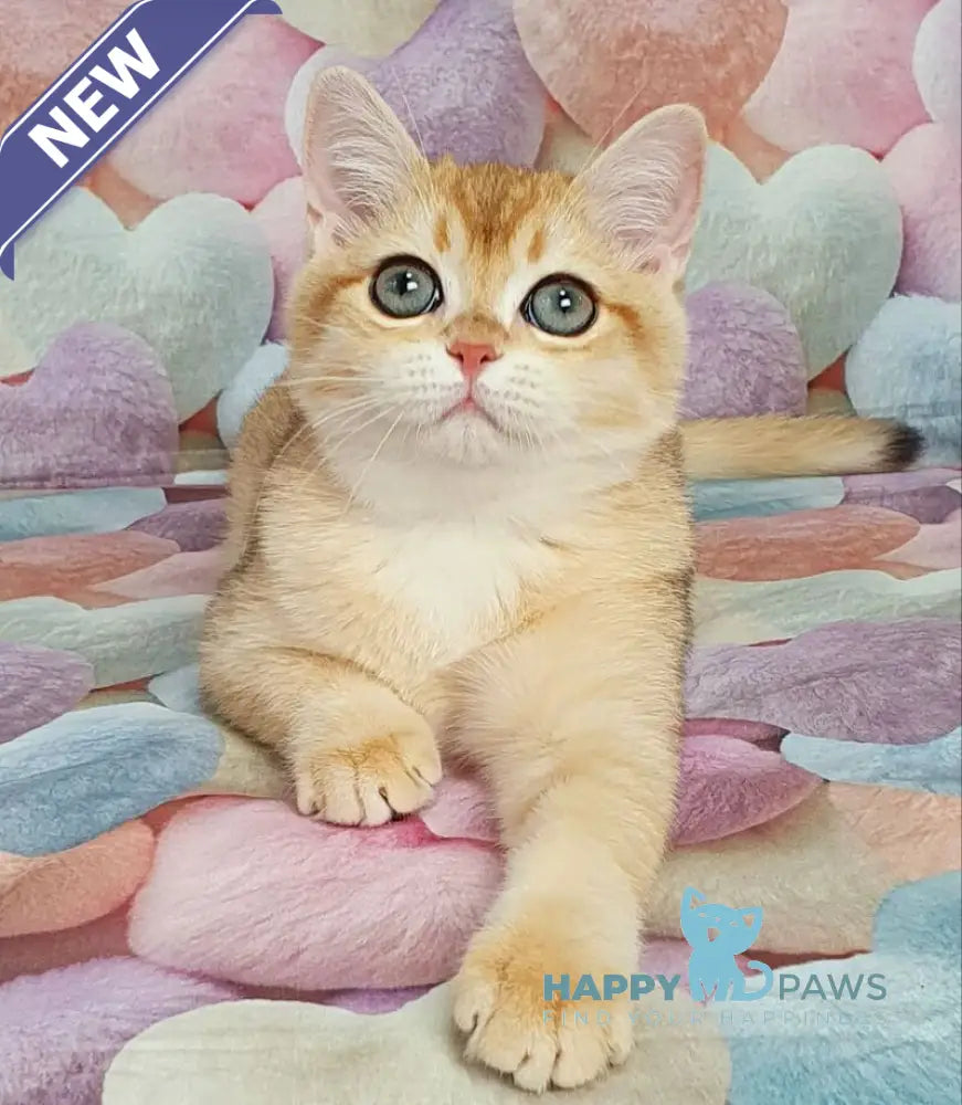 Ruzana British Shorthair female black golden shaded live animals