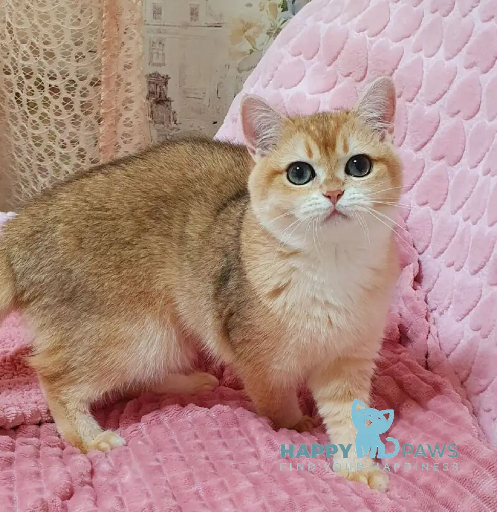 Ruzana British Shorthair female black golden shaded live animals