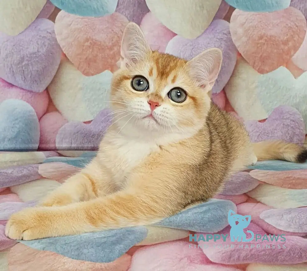 Ruzana British Shorthair female black golden shaded live animals