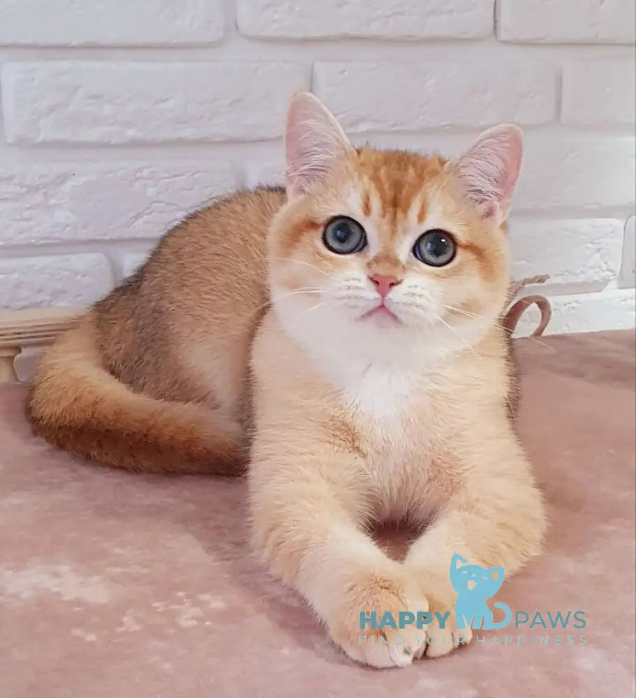 Ruzana British Shorthair female black golden shaded live animals